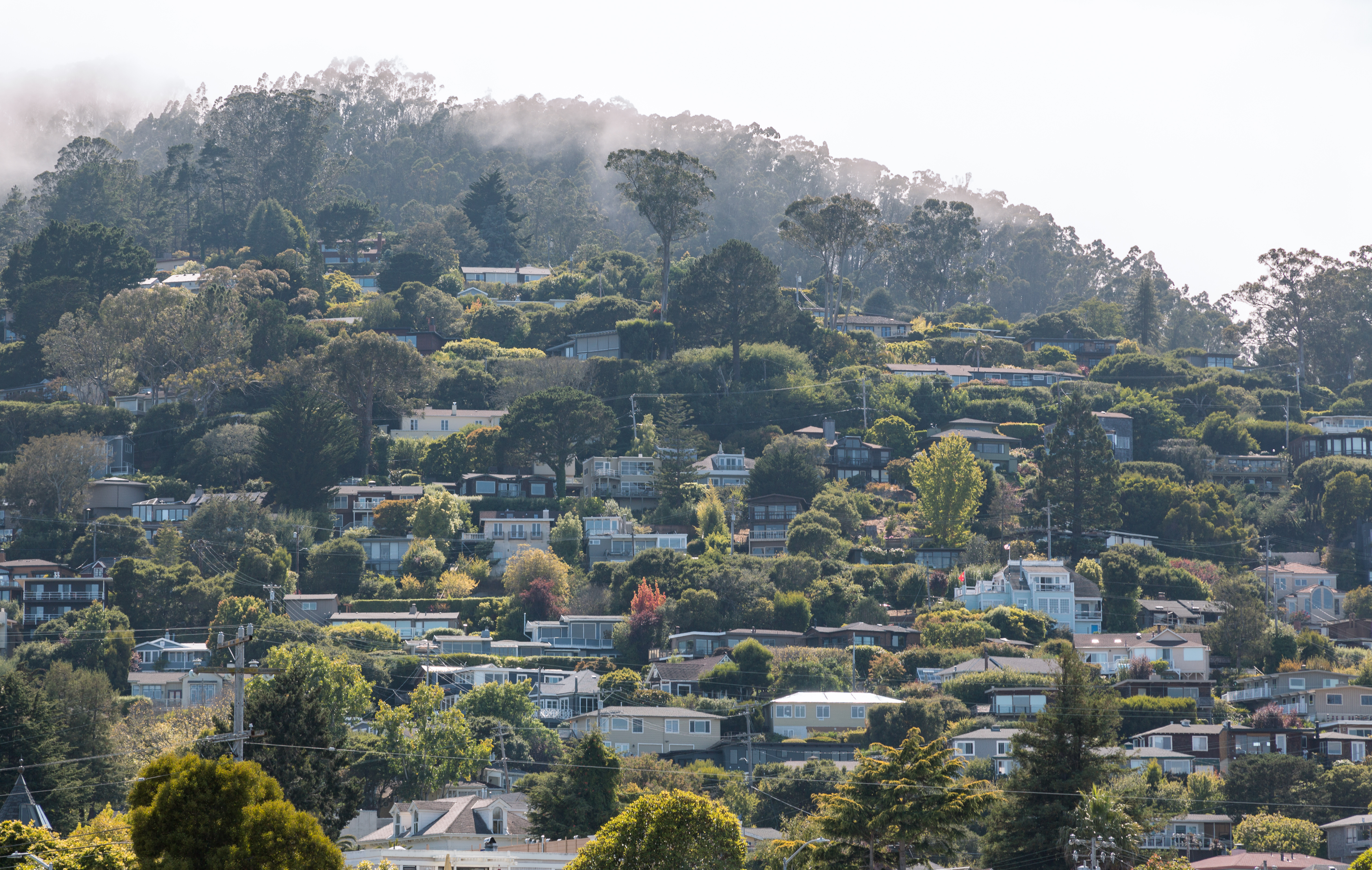 Homes nestled among trees on the fog-topped hills of Sausalito